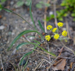 Bupleurum americanum