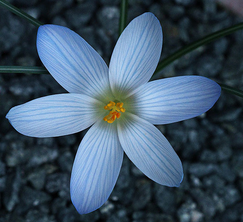 Crocus baytopiorum