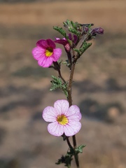Jamesbrittenia aurantiaca