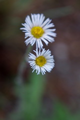 Erigeron glabellus pubescens