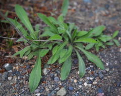 Erigeron glabellus pubescens