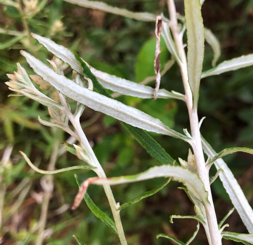 Pseudognaphalium obtusifolium image