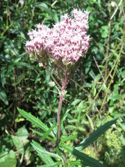 Eupatorium lindleyanum