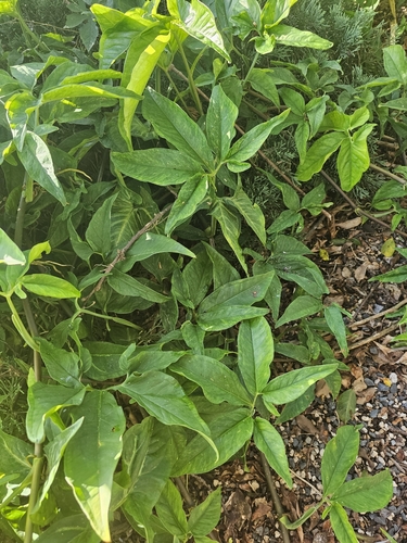 Syngonium angustatum observed 2025-05-20