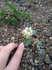 Astragalus lupulinus