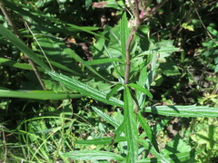 Eupatorium lindleyanum