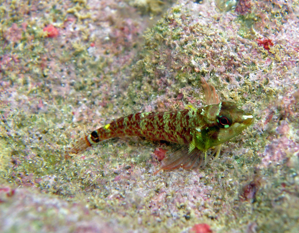 Elegant Threefin