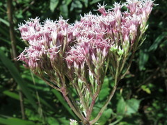 Eupatorium lindleyanum