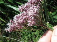 Eupatorium lindleyanum