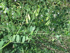 Vicia amurensis
