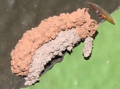 Paraleptomenes miniatus