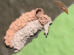 Paraleptomenes miniatus