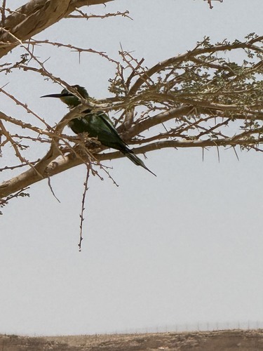 Blue-cheeked Bee-eater
