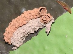 Paraleptomenes miniatus