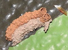 Paraleptomenes miniatus