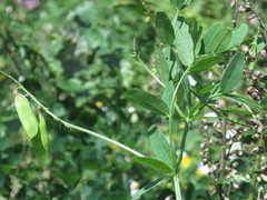 Vicia amurensis