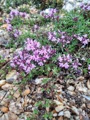 Thymus baicalensis