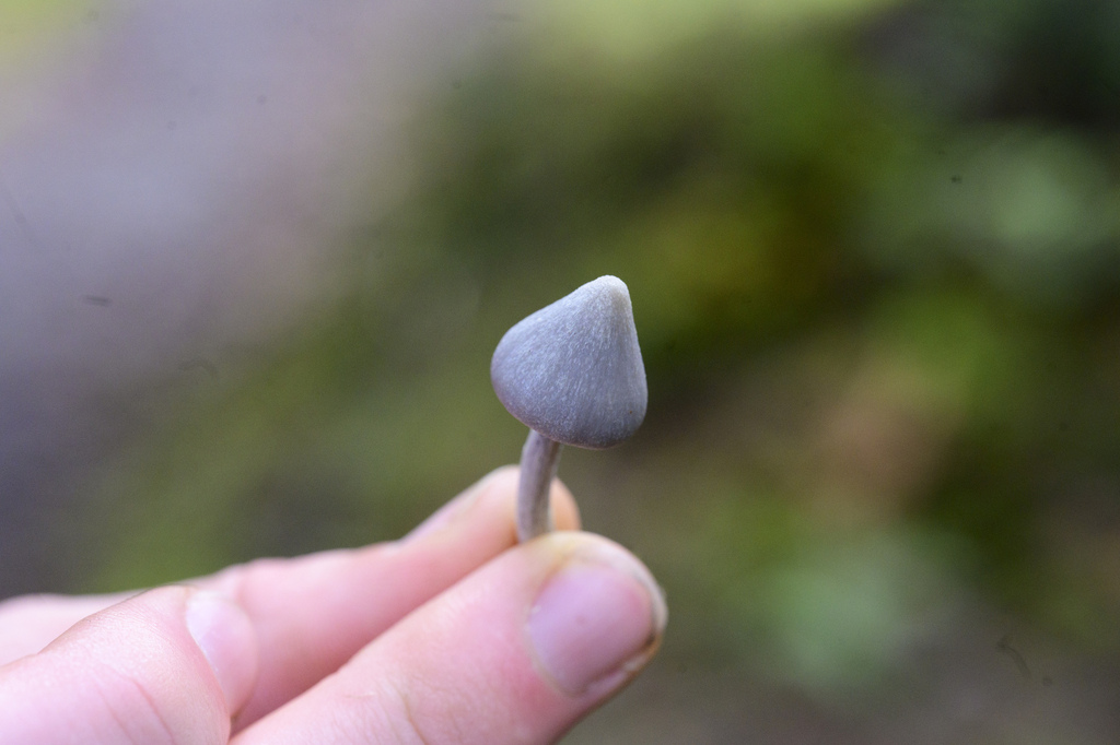 Entoloma canoconicum · April 2025 · photo: © maxtweddell (iNaturalist, cc0)
