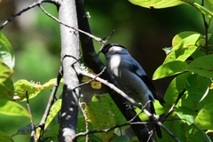 Pyrrhula pyrrhula cineracea