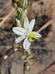 Chlorophytum transvaalense