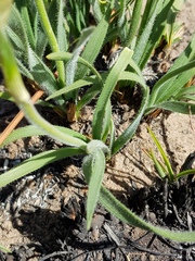 Chlorophytum transvaalense