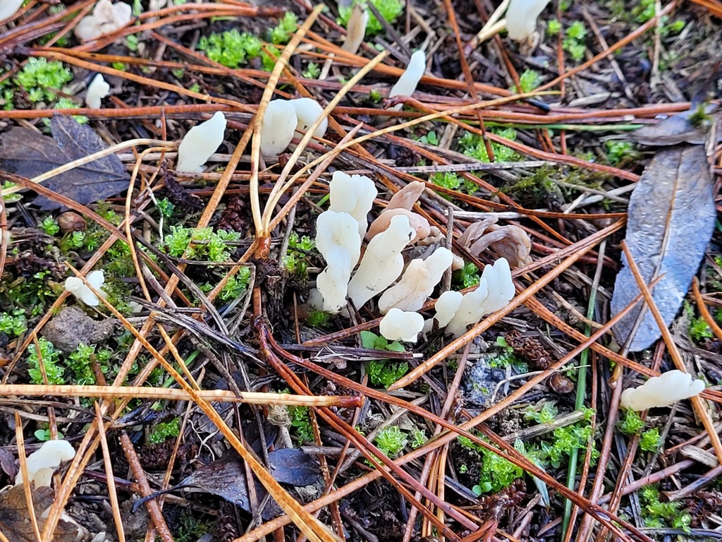 Clavulina rugosa