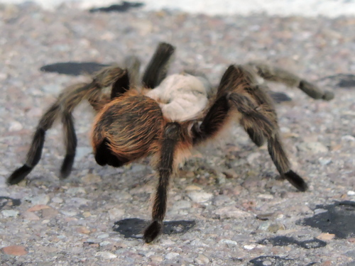Texas Brown Tarantula
