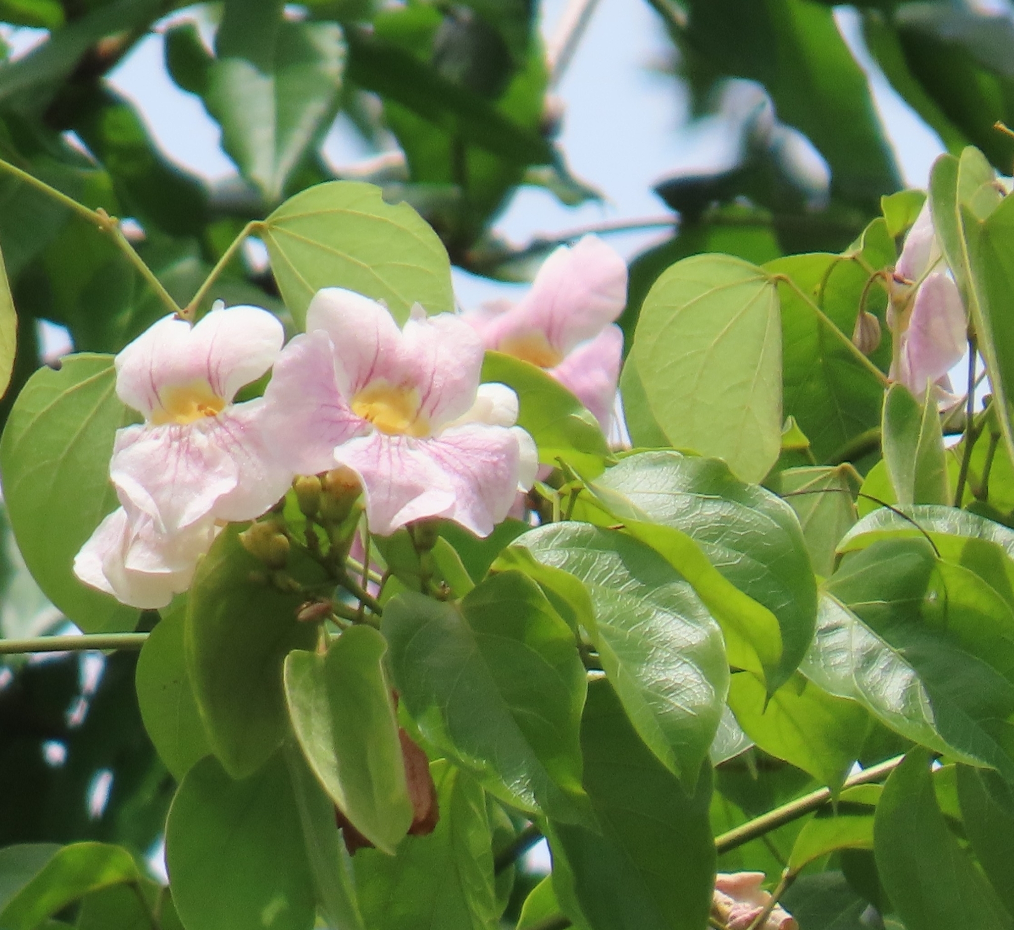 Bignonia Aequinoctialis (Bignonia aequinoctialis)