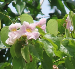 Bignonia aequinoctialis, photograph (c) Maria Janeiro, some rights reserved (CC BY)