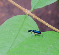 Neocollyris