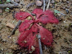 Drosera praefolia