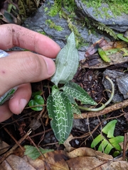 Goodyera reticulata