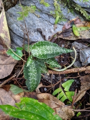 Goodyera reticulata