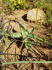 Ledebouria luteola