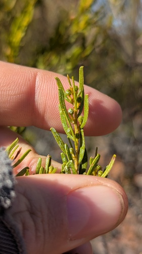 Acacia wilhelmiana observed 2025-05-13