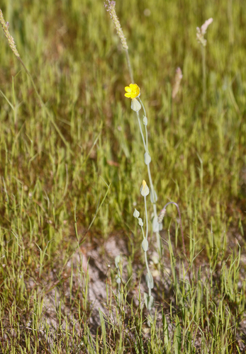 Blackstonia imperfoliata (Blackstonia imperfoliata)