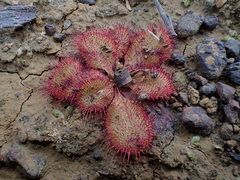 Drosera praefolia