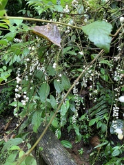 Cinchonoideae