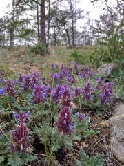 Dracocephalum pinnatum