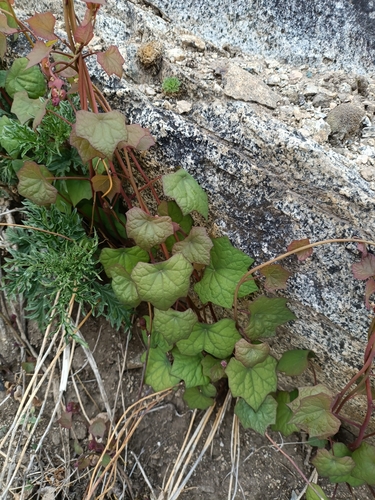 Menispermum dauricum iNat (3)