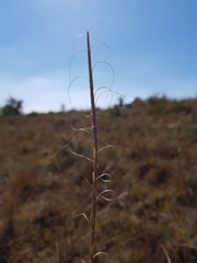 Urelytrum agropyroides