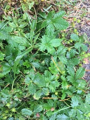 Potentilla inclinata