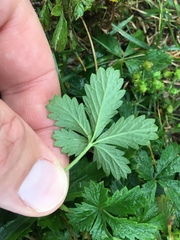 Potentilla inclinata