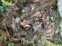 Coluber constrictor priapus image