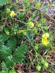Potentilla inclinata