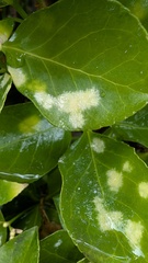Erysiphe euonymicola