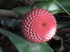 Karawata multiflora, photograph (c) Fabrício Mil Homens Riella, some rights reserved (CC BY)