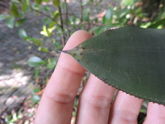 Karawata multiflora, photograph (c) Fabrício Mil Homens Riella, some rights reserved (CC BY)