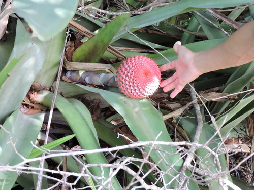 Karawata multiflora, photograph 1