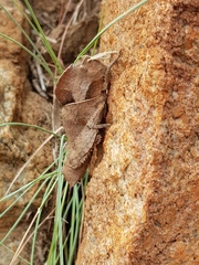 Lobosceliana